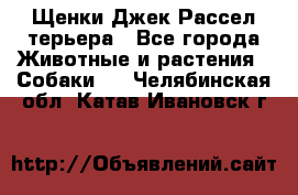 Щенки Джек Рассел терьера - Все города Животные и растения » Собаки   . Челябинская обл.,Катав-Ивановск г.